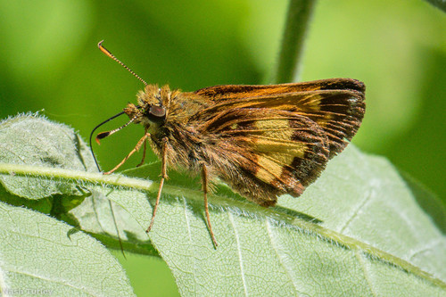 Hobomok Skipper photo 3