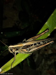 Schistocerca subspurcata