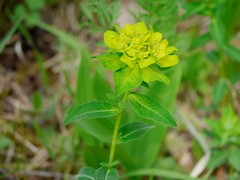 Euphorbia verrucosa