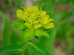 Euphorbia verrucosa