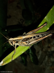 Schistocerca subspurcata