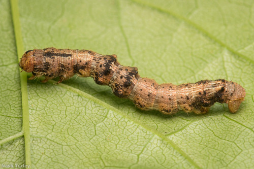 Small Phigalia Moth photo 3