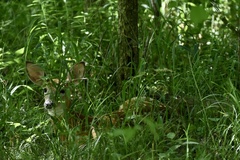 Odocoileus virginianus