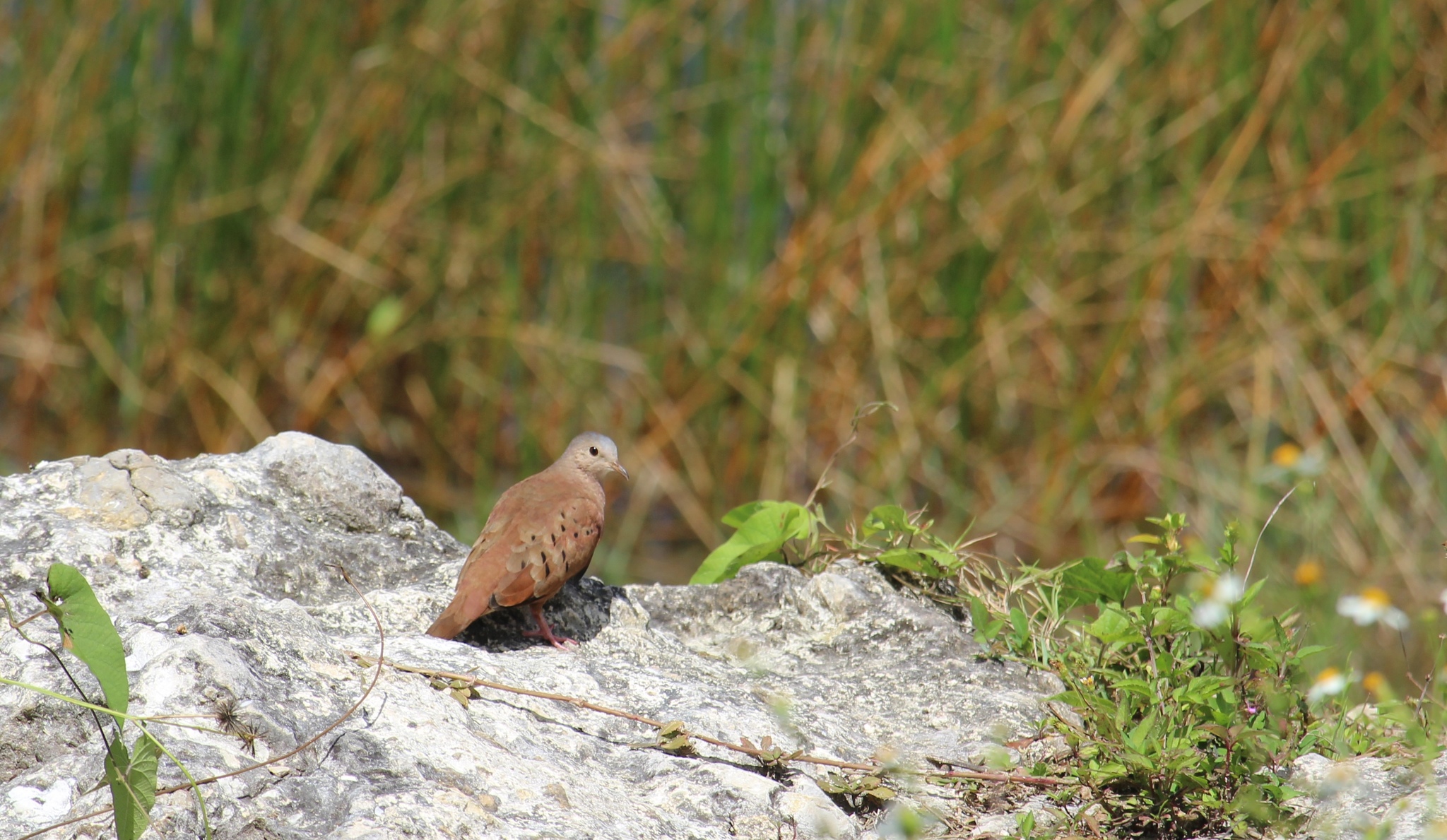 Ruddy Ground Dove (Columbina talpacoti)