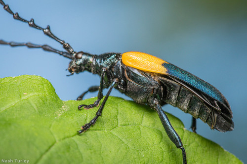 Eastern Elderberry Borer photo 3