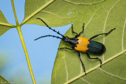 Eastern Elderberry Borer photo 5