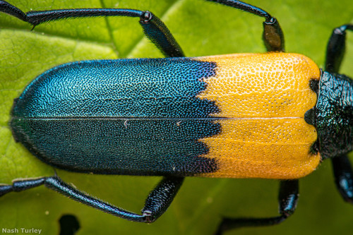 Eastern Elderberry Borer photo 4