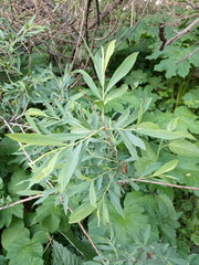 Salix elbursensis