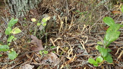 Clavariadelphus ligula