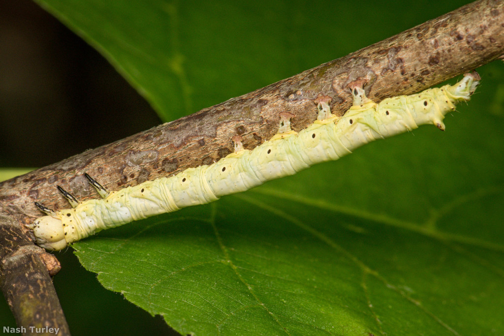 Yellow-banded Underwing