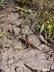 Schistocerca piceifrons