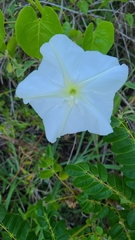 Ipomoea alba