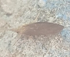 Insecta