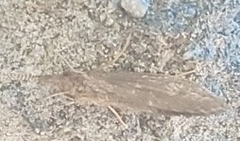 Insecta