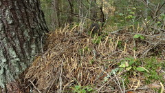 Clavariadelphus ligula