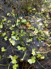 Ranunculus omiophyllus