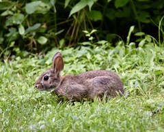 Sylvilagus floridanus