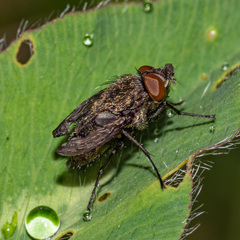 Polleniidae