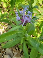 Centaurea cyanus