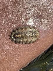 Acanthochitona