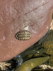 Acanthochitona