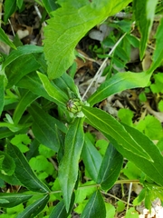 Centaurea cyanus