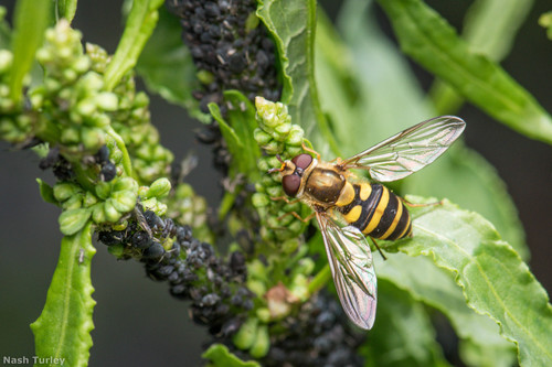 Common Flower Fly photo 5