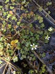 Ranunculus omiophyllus