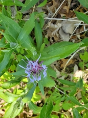 Centaurea cyanus