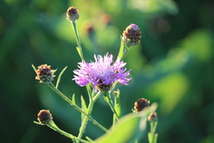 Centaurea
