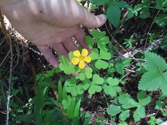 Oxalis suksdorfii