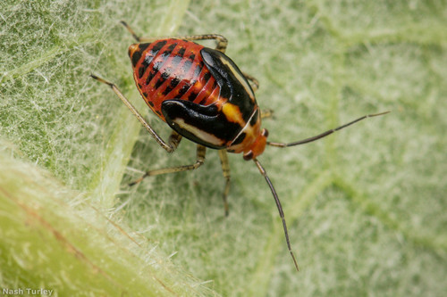 Four-lined plant bug