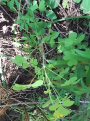 Oxalis suksdorfii