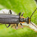Wrinkled Soldier Beetle - Photo (c) Nash Turley, some rights reserved (CC BY-NC), uploaded by Nash Turley