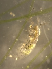 Sididae