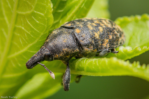 Turbine Cylindrical Weevil photo 3