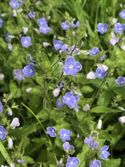 Veronica chamaedrys