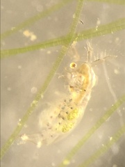 Sididae