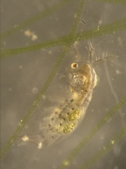 Sididae