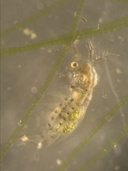 Sididae