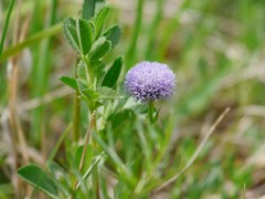 Globularia bisnagarica