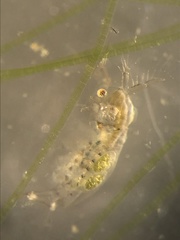 Sididae
