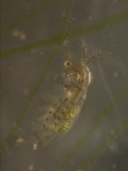 Sididae