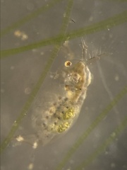 Sididae
