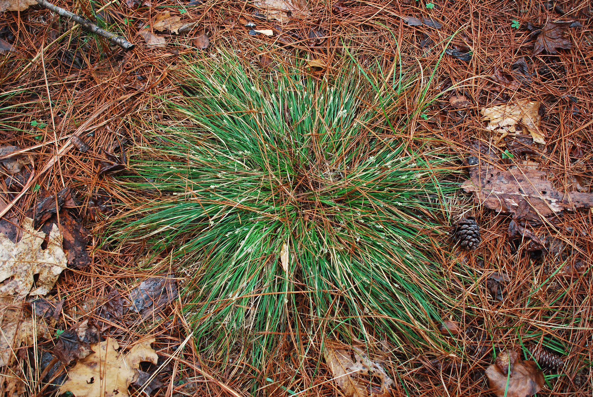 Carex nigromarginata