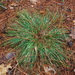 Carex nigromarginata - Photo (c) Douglas Goldman,  זכויות יוצרים חלקיות (CC BY-NC), הועלה על ידי Douglas Goldman