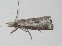 Microcrambus croesus