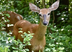 Odocoileus virginianus