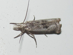 Microcrambus croesus