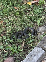 Hierophis viridiflavus